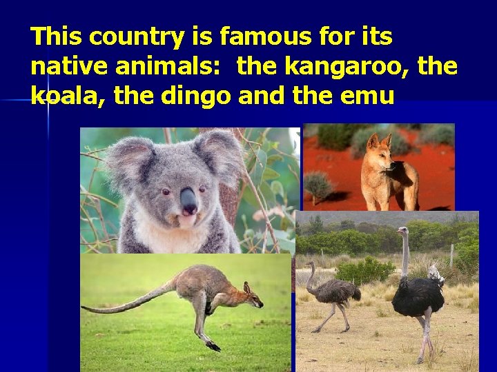 This country is famous for its native animals: the kangaroo, the koala, the dingo