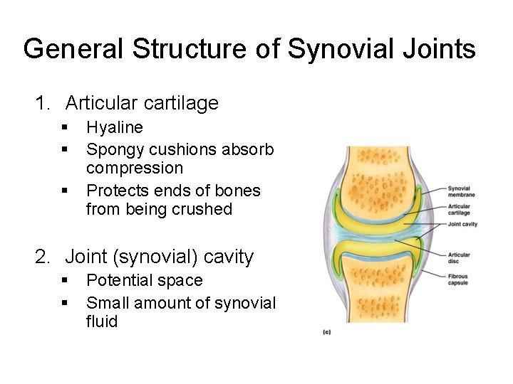 General Structure of Synovial Joints 1. Articular cartilage § § § Hyaline Spongy cushions