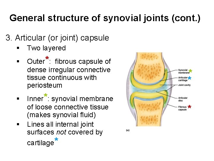 General structure of synovial joints (cont. ) 3. Articular (or joint) capsule § Two