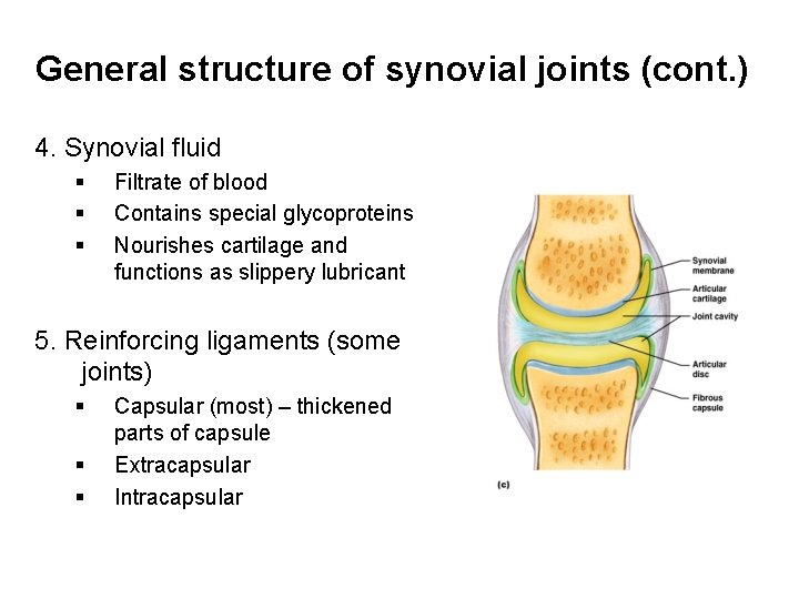 General structure of synovial joints (cont. ) 4. Synovial fluid § § § Filtrate