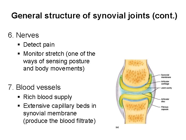 General structure of synovial joints (cont. ) 6. Nerves § Detect pain § Monitor