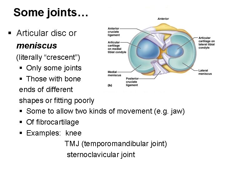 Some joints… § Articular disc or meniscus (literally “crescent”) § Only some joints §
