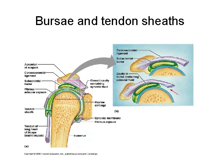 Bursae and tendon sheaths 