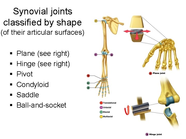 Synovial joints classified by shape (of their articular surfaces) § § § Plane (see