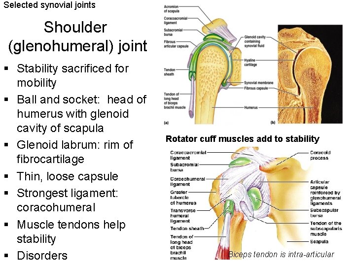 Selected synovial joints Shoulder (glenohumeral) joint § Stability sacrificed for mobility § Ball and