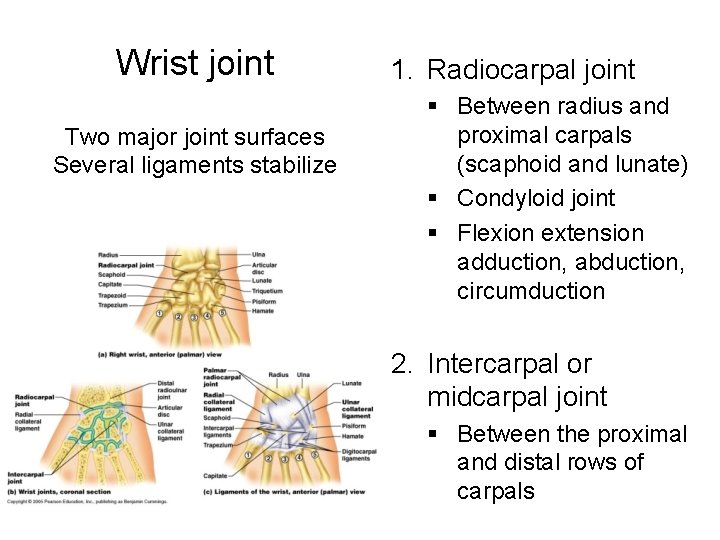 Wrist joint Two major joint surfaces Several ligaments stabilize 1. Radiocarpal joint § Between