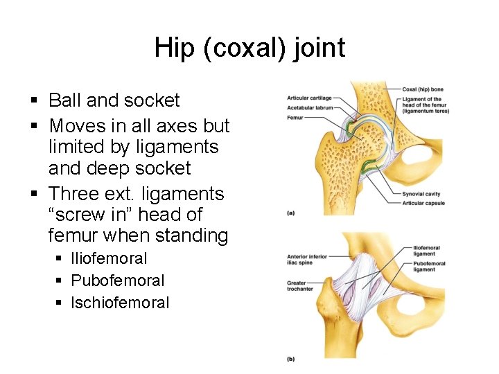 Hip (coxal) joint § Ball and socket § Moves in all axes but limited