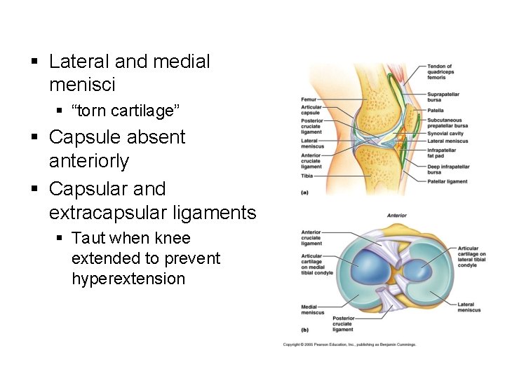 § Lateral and medial menisci § “torn cartilage” § Capsule absent anteriorly § Capsular