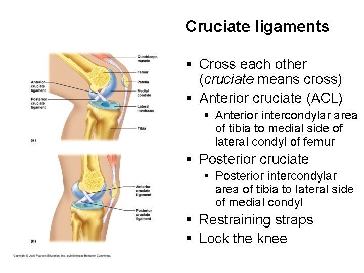 Cruciate ligaments § Cross each other (cruciate means cross) § Anterior cruciate (ACL) §