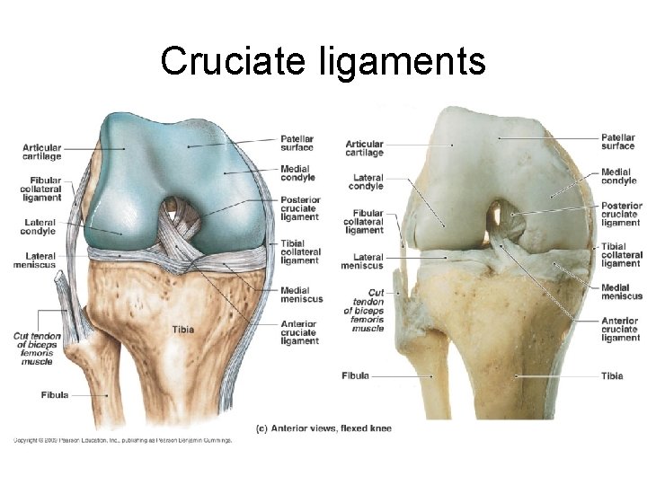 Cruciate ligaments 