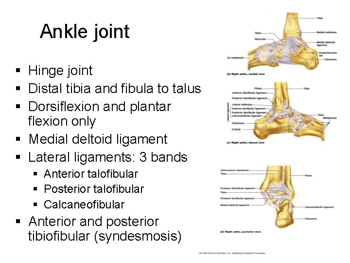 Ankle joint § Hinge joint § Distal tibia and fibula to talus § Dorsiflexion