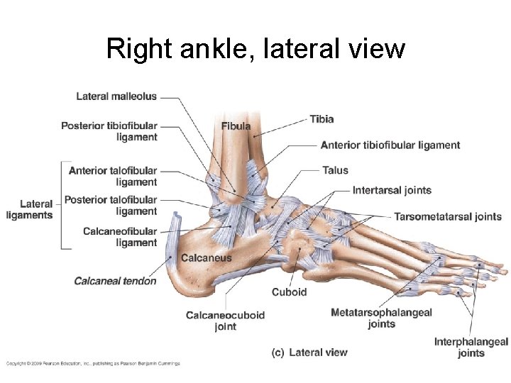 Right ankle, lateral view 