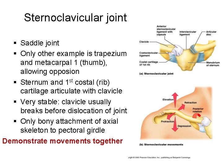 Sternoclavicular joint § Saddle joint § Only other example is trapezium and metacarpal 1
