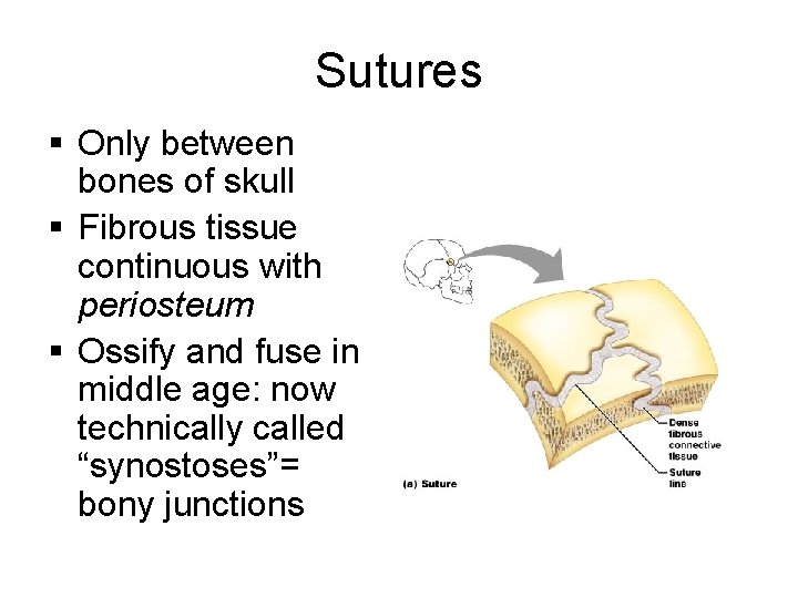 Sutures § Only between bones of skull § Fibrous tissue continuous with periosteum §