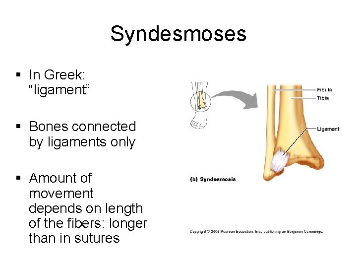 Syndesmoses § In Greek: “ligament” § Bones connected by ligaments only § Amount of