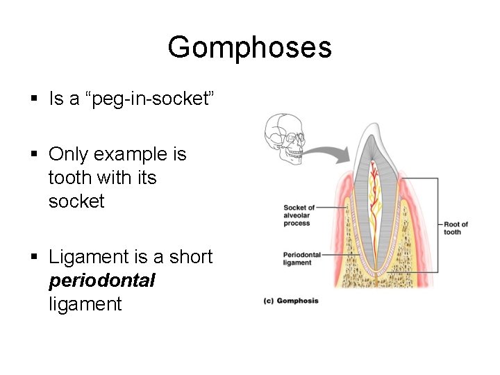 Gomphoses § Is a “peg-in-socket” § Only example is tooth with its socket §