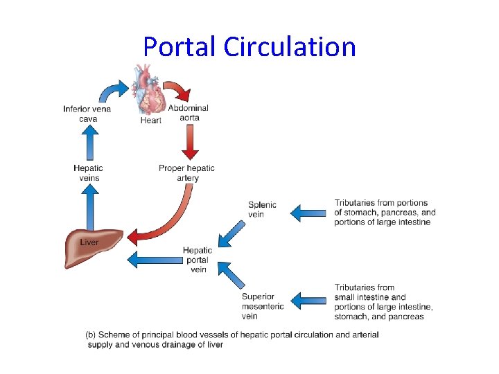 Portal Circulation 