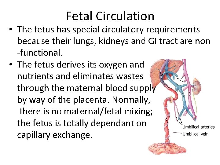 Fetal Circulation • The fetus has special circulatory requirements because their lungs, kidneys and