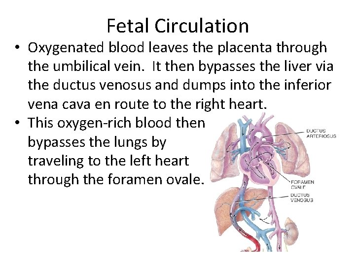 Fetal Circulation • Oxygenated blood leaves the placenta through the umbilical vein. It then