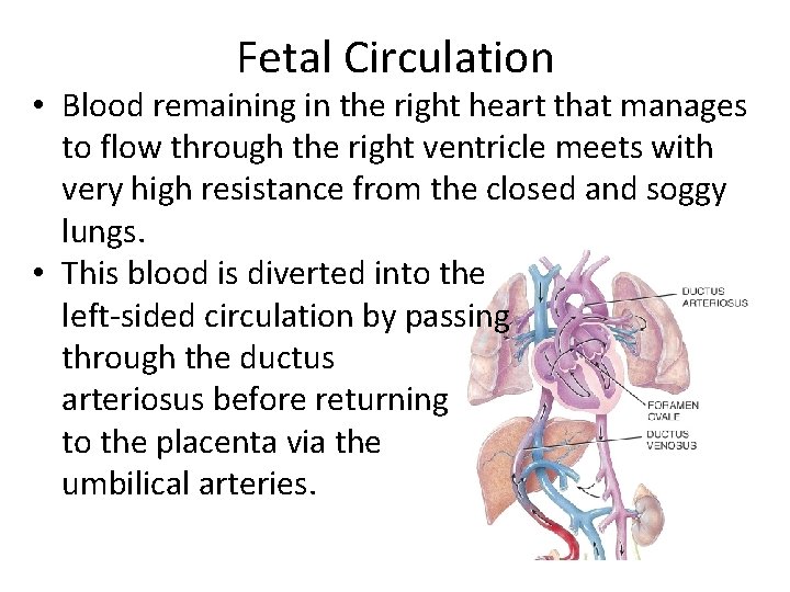 Fetal Circulation • Blood remaining in the right heart that manages to flow through