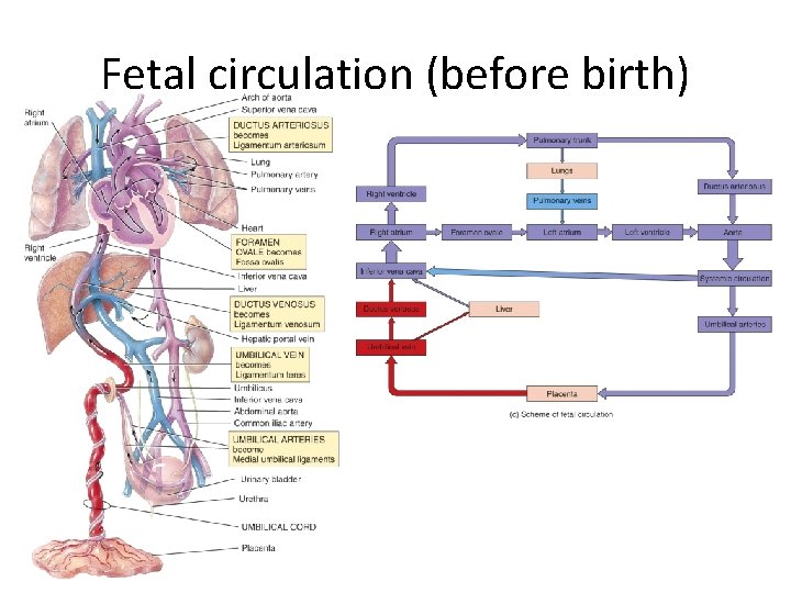 Fetal circulation (before birth) 