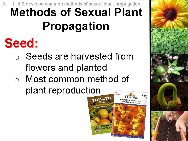 A. List & describe common methods of sexual plant propagation Methods of Sexual Plant A. List & describe common methods of sexual plant propagation Methods of Sexual Plant