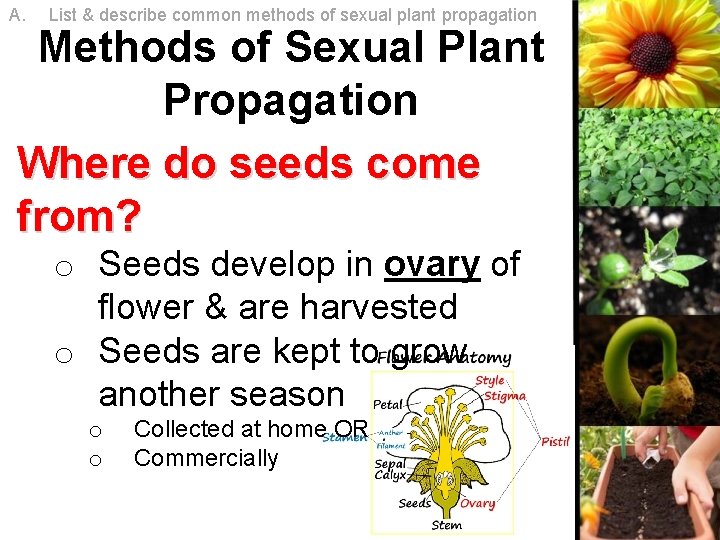 A. List & describe common methods of sexual plant propagation Methods of Sexual Plant A. List & describe common methods of sexual plant propagation Methods of Sexual Plant