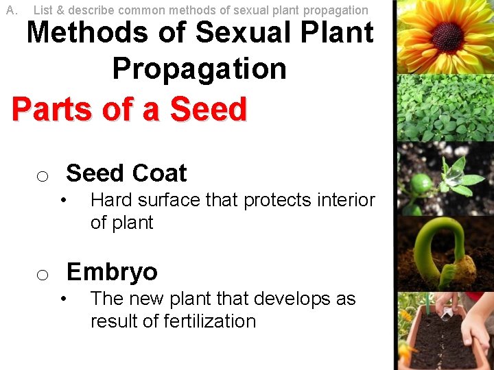 A. List & describe common methods of sexual plant propagation Methods of Sexual Plant A. List & describe common methods of sexual plant propagation Methods of Sexual Plant
