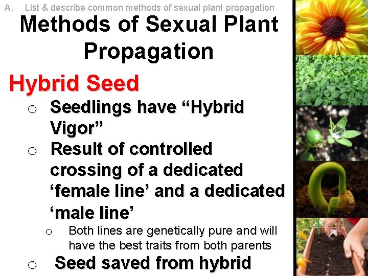 A. List & describe common methods of sexual plant propagation Methods of Sexual Plant A. List & describe common methods of sexual plant propagation Methods of Sexual Plant