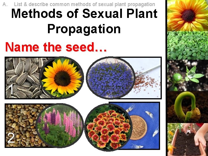 A. List & describe common methods of sexual plant propagation Methods of Sexual Plant A. List & describe common methods of sexual plant propagation Methods of Sexual Plant
