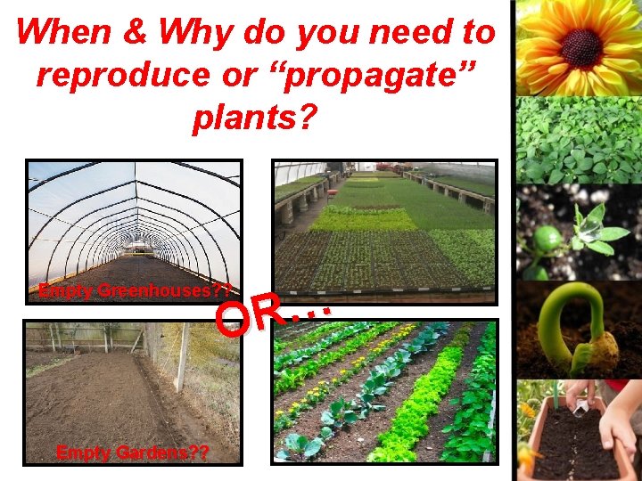 When & Why do you need to reproduce or “propagate” plants? … R O When & Why do you need to reproduce or “propagate” plants? … R O