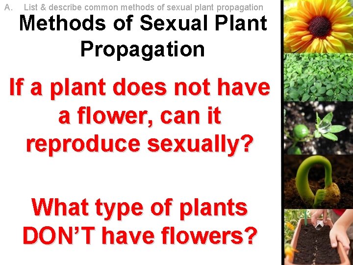 A. List & describe common methods of sexual plant propagation Methods of Sexual Plant A. List & describe common methods of sexual plant propagation Methods of Sexual Plant