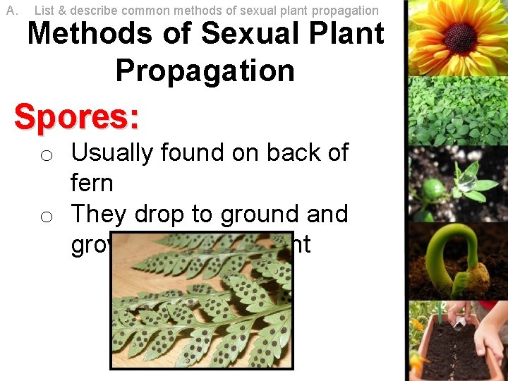 A. List & describe common methods of sexual plant propagation Methods of Sexual Plant A. List & describe common methods of sexual plant propagation Methods of Sexual Plant