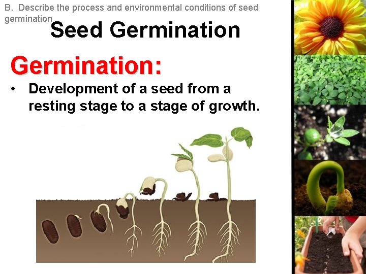 B. Describe the process and environmental conditions of seed germination Seed Germination: • Development B. Describe the process and environmental conditions of seed germination Seed Germination: • Development