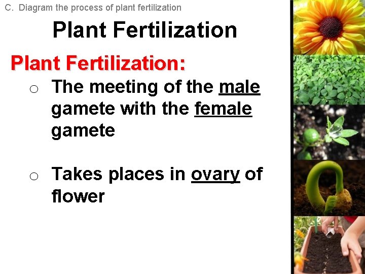 C. Diagram the process of plant fertilization Plant Fertilization: o The meeting of the C. Diagram the process of plant fertilization Plant Fertilization: o The meeting of the