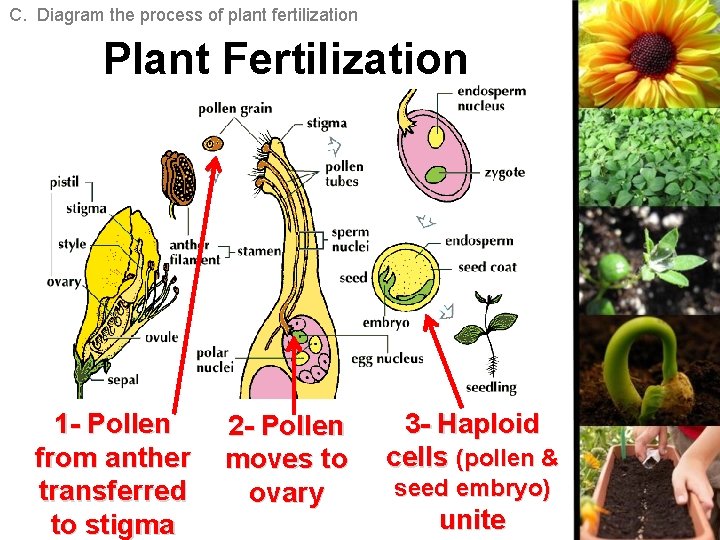 C. Diagram the process of plant fertilization Plant Fertilization 1 - Pollen from anther C. Diagram the process of plant fertilization Plant Fertilization 1 - Pollen from anther