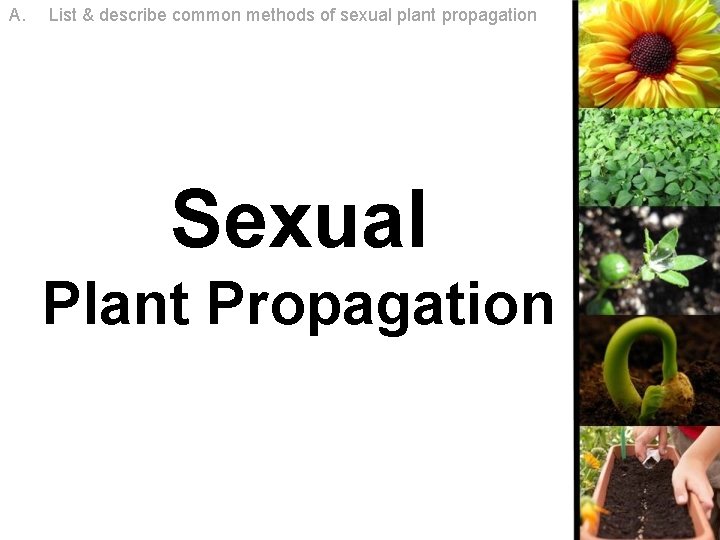 A. List & describe common methods of sexual plant propagation Sexual Plant Propagation A. List & describe common methods of sexual plant propagation Sexual Plant Propagation