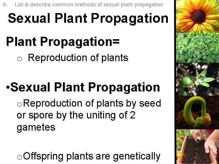 A. List & describe common methods of sexual plant propagation Sexual Plant Propagation= o A. List & describe common methods of sexual plant propagation Sexual Plant Propagation= o