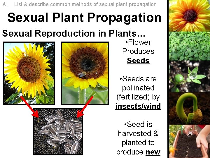 A. List & describe common methods of sexual plant propagation Sexual Plant Propagation Sexual A. List & describe common methods of sexual plant propagation Sexual Plant Propagation Sexual