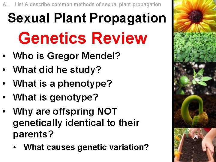A. List & describe common methods of sexual plant propagation Sexual Plant Propagation Genetics A. List & describe common methods of sexual plant propagation Sexual Plant Propagation Genetics