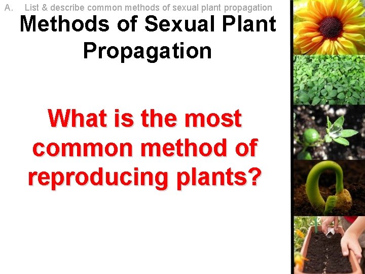 A. List & describe common methods of sexual plant propagation Methods of Sexual Plant A. List & describe common methods of sexual plant propagation Methods of Sexual Plant