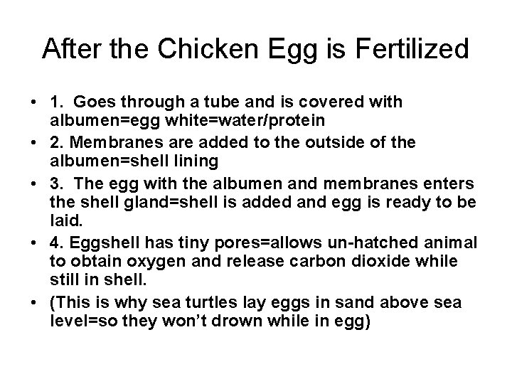 After the Chicken Egg is Fertilized • 1. Goes through a tube and is After the Chicken Egg is Fertilized • 1. Goes through a tube and is