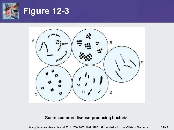 Figure 12 -3 Some common disease-producing bacteria. Mosby items and derived items © 2011,