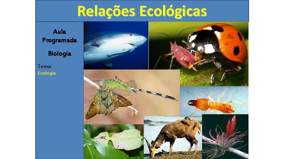 Relações Ecológicas Aula Programada Biologia Tema: Ecologia 