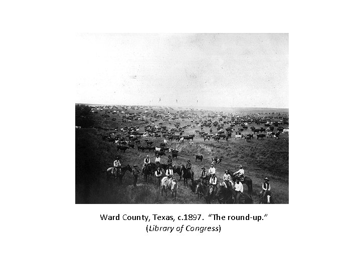 Ward County, Texas, c. 1897. “The round-up. ” (Library of Congress) 