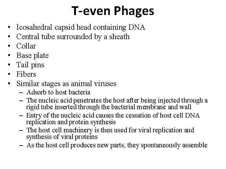 T-even Phages • • Icosahedral capsid head containing DNA Central tube surrounded by a