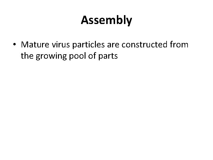 Assembly • Mature virus particles are constructed from the growing pool of parts 