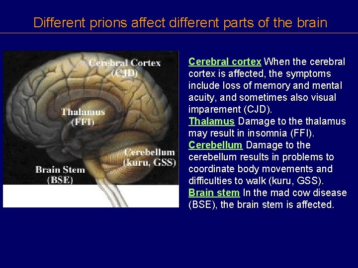 Different prions affect different parts of the brain Cerebral cortex When the cerebral cortex