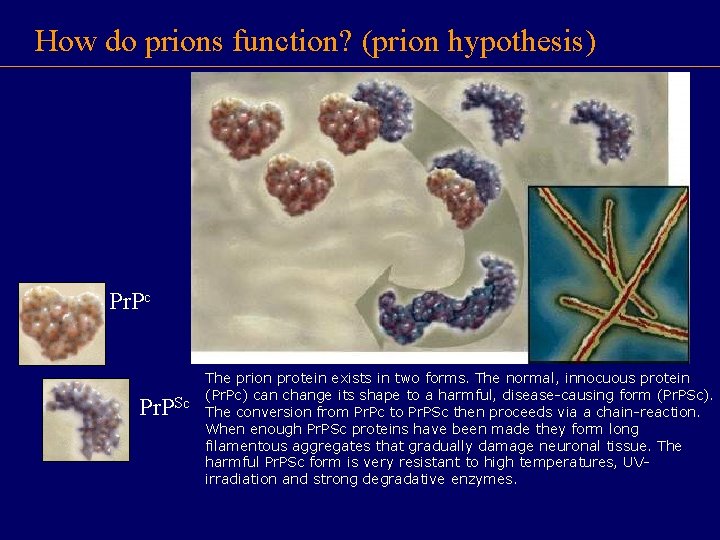 How do prions function? (prion hypothesis) Pr. Pc Pr. PSc The prion protein exists