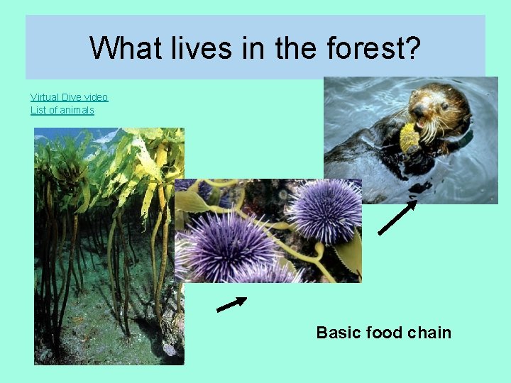 What lives in the forest? Virtual Dive video List of animals Basic food chain